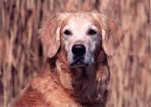 Bracken