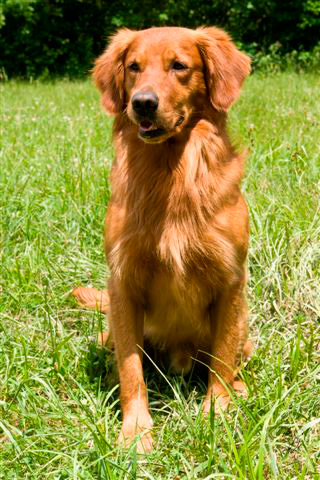 copper golden retriever puppies miners kennel retriever copper golden retriever puppies miners kennel retriever